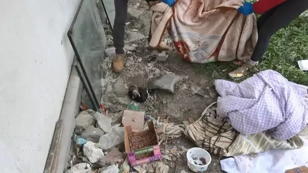 Esenyurt'ta donmak üzere olan yavru köpeği araç klimasında ısıtarak kurtardılar Esenyurt'ta donmak üzere olan yavru köpeği araç klimasında ısıtarak kurtardılar