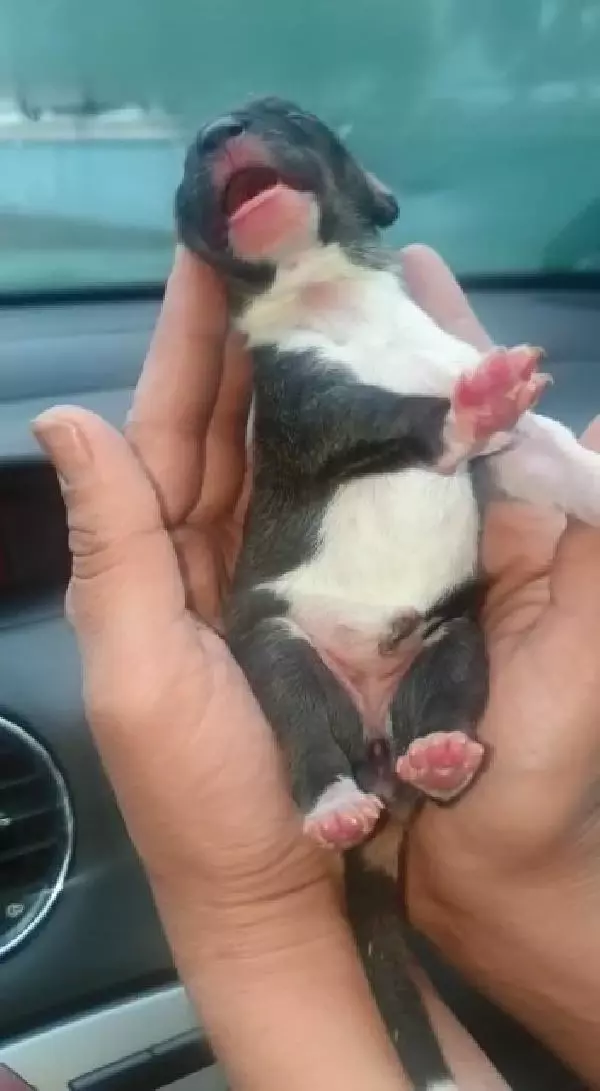 Esenyurt'ta donmak üzere olan yavru köpeği araç klimasında ısıtarak kurtardılar Esenyurt'ta donmak üzere olan yavru köpeği araç klimasında ısıtarak kurtardılar