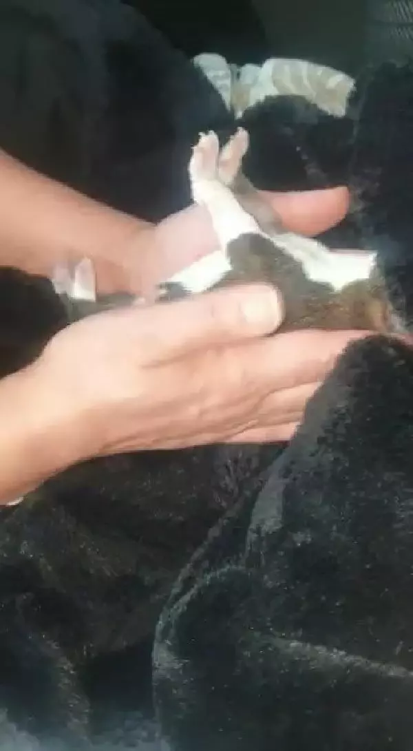 Esenyurt'ta donmak üzere olan yavru köpeği araç klimasında ısıtarak kurtardılar Esenyurt'ta donmak üzere olan yavru köpeği araç klimasında ısıtarak kurtardılar