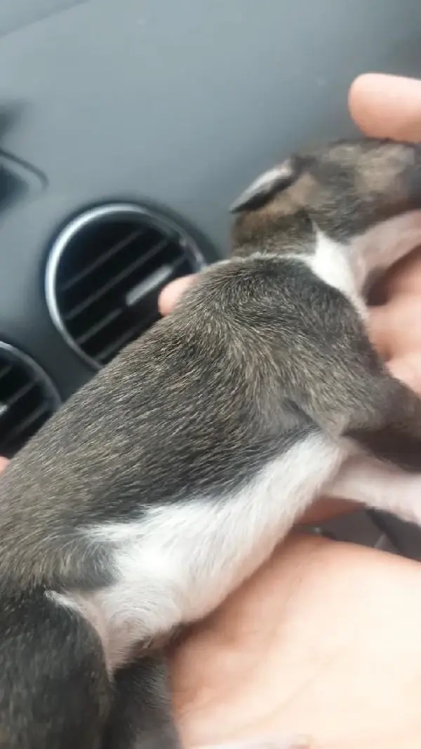 Esenyurt'ta donmak üzere olan yavru köpeği araç klimasında ısıtarak kurtardılar Esenyurt'ta donmak üzere olan yavru köpeği araç klimasında ısıtarak kurtardılar