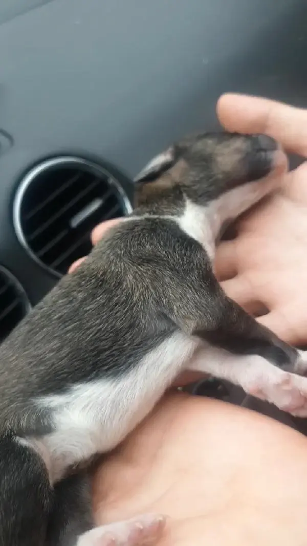 Esenyurt'ta donmak üzere olan yavru köpeği araç klimasında ısıtarak kurtardılar Esenyurt'ta donmak üzere olan yavru köpeği araç klimasında ısıtarak kurtardılar
