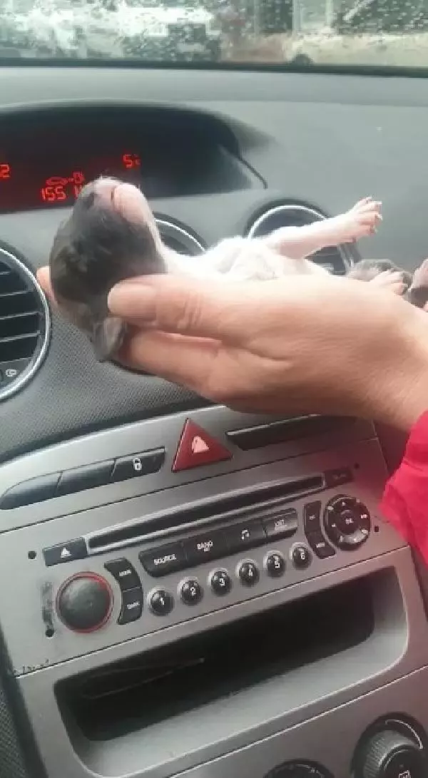 Esenyurt'ta donmak üzere olan yavru köpeği araç klimasında ısıtarak kurtardılar Esenyurt'ta donmak üzere olan yavru köpeği araç klimasında ısıtarak kurtardılar