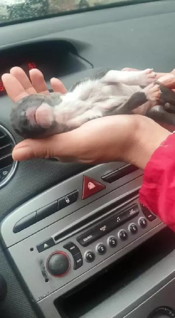 Esenyurt'ta donmak üzere olan yavru köpeği araç klimasında ısıtarak kurtardılar Esenyurt'ta donmak üzere olan yavru köpeği araç klimasında ısıtarak kurtardılar