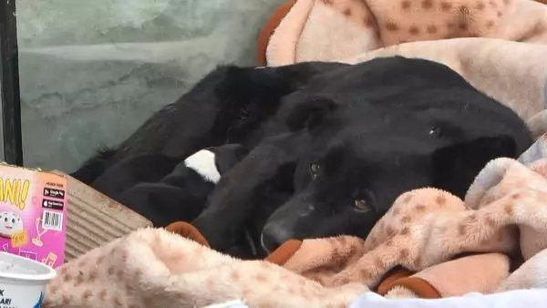 Esenyurt'ta donmak üzere olan yavru köpeği araç klimasında ısıtarak kurtardılar Esenyurt'ta donmak üzere olan yavru köpeği araç klimasında ısıtarak kurtardılar