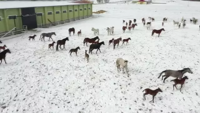 ESKİŞEHİR - Şampiyonların tayları 'beyaz örtünün' keyfini çıkarttı ESKİŞEHİR - Şampiyonların tayları 'beyaz örtünün' keyfini çıkarttı