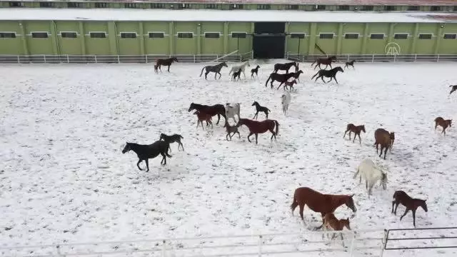 ESKİŞEHİR - Şampiyonların tayları 'beyaz örtünün' keyfini çıkarttı ESKİŞEHİR - Şampiyonların tayları 'beyaz örtünün' keyfini çıkarttı