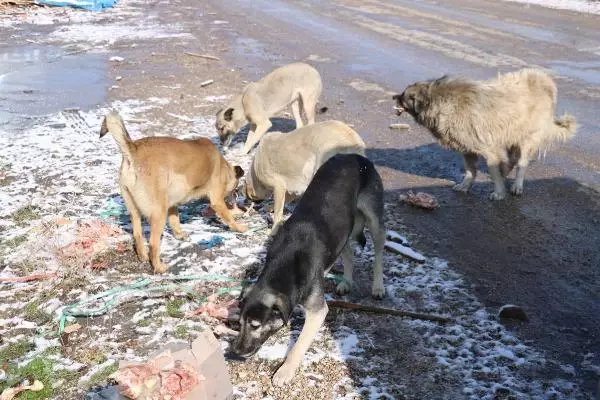 Esnaftan topladığı yiyecekleri sokak köpeklerine dağıtıyor Esnaftan topladığı yiyecekleri sokak köpeklerine dağıtıyor