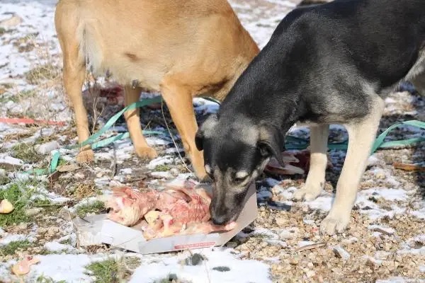 Esnaftan topladığı yiyecekleri sokak köpeklerine dağıtıyor Esnaftan topladığı yiyecekleri sokak köpeklerine dağıtıyor