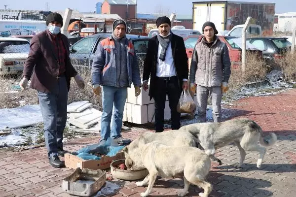 Esnaftan topladığı yiyecekleri sokak köpeklerine dağıtıyor Esnaftan topladığı yiyecekleri sokak köpeklerine dağıtıyor