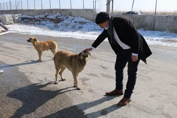 Esnaftan topladığı yiyecekleri sokak köpeklerine dağıtıyor Esnaftan topladığı yiyecekleri sokak köpeklerine dağıtıyor