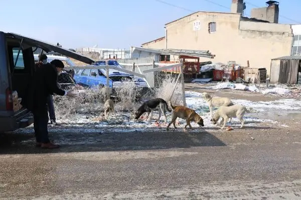 Esnaftan topladığı yiyecekleri sokak köpeklerine dağıtıyor Esnaftan topladığı yiyecekleri sokak köpeklerine dağıtıyor