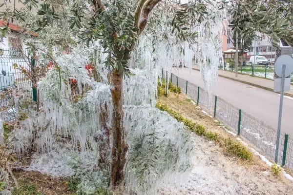 Hortumundan fışkıran su, ağaçlarda sarkıt oluşturdu Hortumundan fışkıran su, ağaçlarda sarkıt oluşturdu