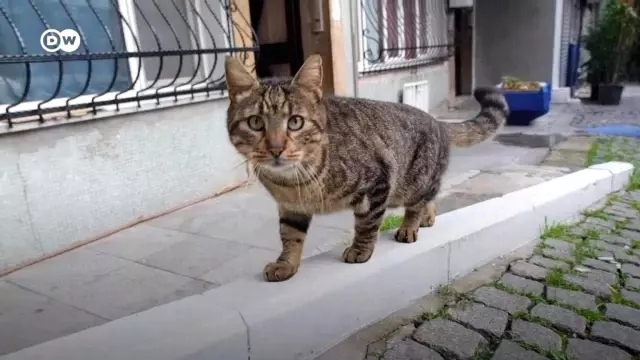 Kediler şehri İstanbul | 'Başka bir dünyadan sanki, uzaylılar gibi' Kediler şehri İstanbul | 'Başka bir dünyadan sanki, uzaylılar gibi'