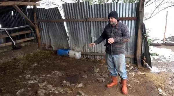 Köye inen kurtlar, 13 koyunu parçaladı Köye inen kurtlar, 13 koyunu parçaladı