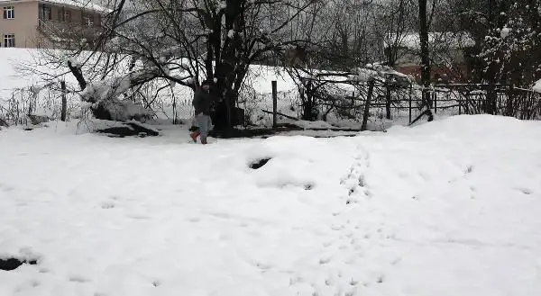 Köye inen kurtlar, 13 koyunu parçaladı Köye inen kurtlar, 13 koyunu parçaladı