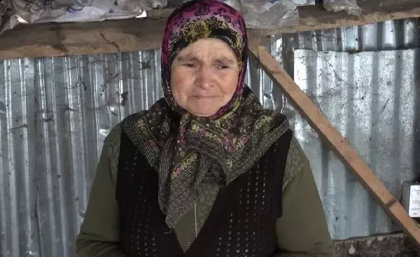 Köye inen kurtlar, 13 koyunu parçaladı Köye inen kurtlar, 13 koyunu parçaladı