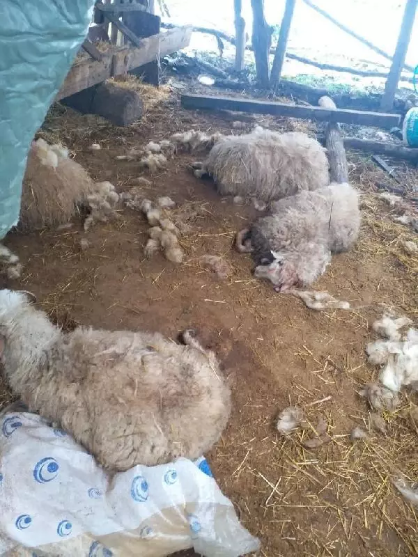 Köye inen kurtlar, 13 koyunu parçaladı Köye inen kurtlar, 13 koyunu parçaladı