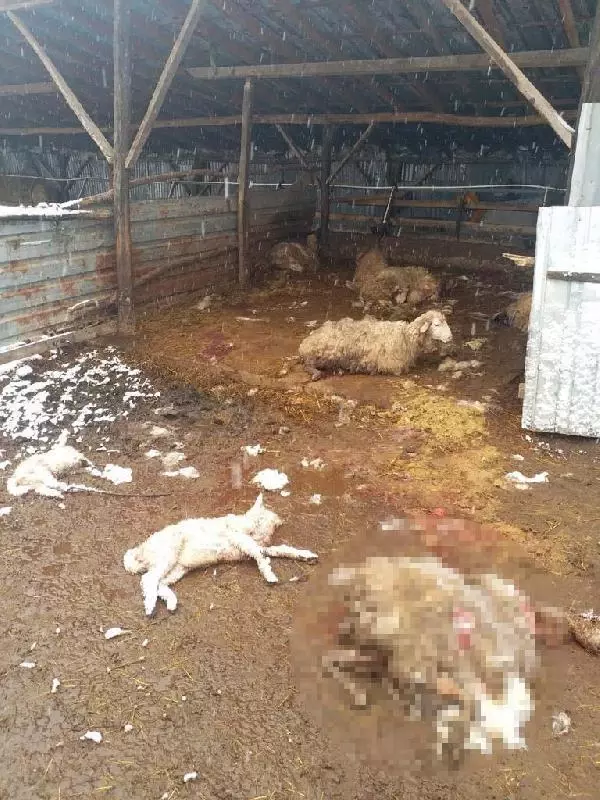 Köye inen kurtlar, 13 koyunu parçaladı Köye inen kurtlar, 13 koyunu parçaladı