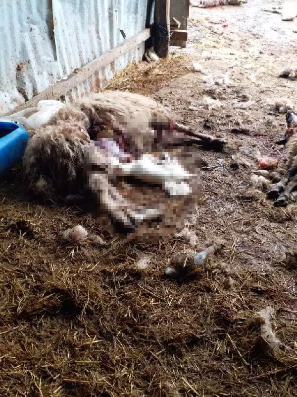 Köye inen kurtlar, 13 koyunu parçaladı Köye inen kurtlar, 13 koyunu parçaladı