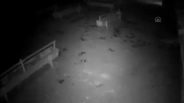 Kurdun ağıldaki koyunlara saldırması güvenlik kamerasınca kaydedildi Kurdun ağıldaki koyunlara saldırması güvenlik kamerasınca kaydedildi