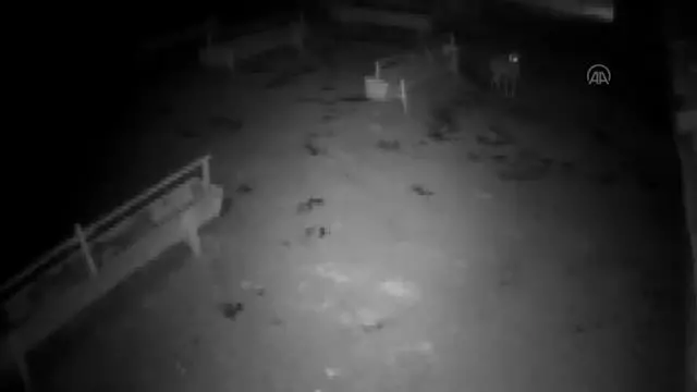 Kurdun ağıldaki koyunlara saldırması güvenlik kamerasınca kaydedildi Kurdun ağıldaki koyunlara saldırması güvenlik kamerasınca kaydedildi