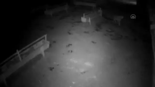 Kurdun ağıldaki koyunlara saldırması güvenlik kamerasınca kaydedildi Kurdun ağıldaki koyunlara saldırması güvenlik kamerasınca kaydedildi