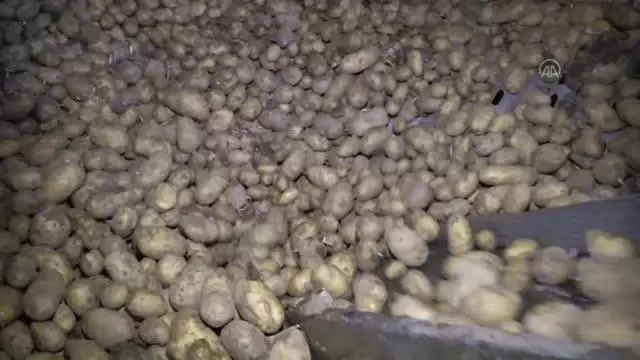 Laboratuvarda analiz edilen patates pişirme amacına göre paketleniyor Laboratuvarda analiz edilen patates pişirme amacına göre paketleniyor