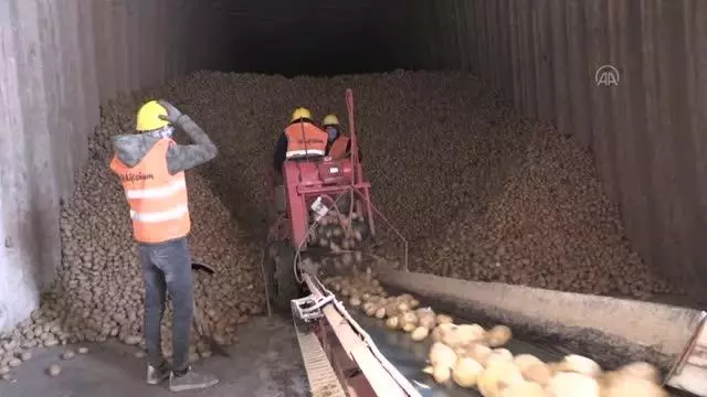 Laboratuvarda analiz edilen patates pişirme amacına göre paketleniyor Laboratuvarda analiz edilen patates pişirme amacına göre paketleniyor