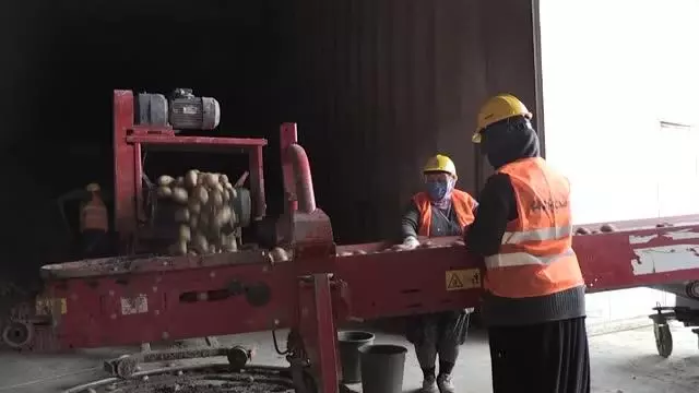 Laboratuvarda analiz edilen patates pişirme amacına göre paketleniyor Laboratuvarda analiz edilen patates pişirme amacına göre paketleniyor