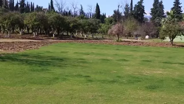 Narenciye ağaçlarının kesilmesine tepki gösterildi Narenciye ağaçlarının kesilmesine tepki gösterildi