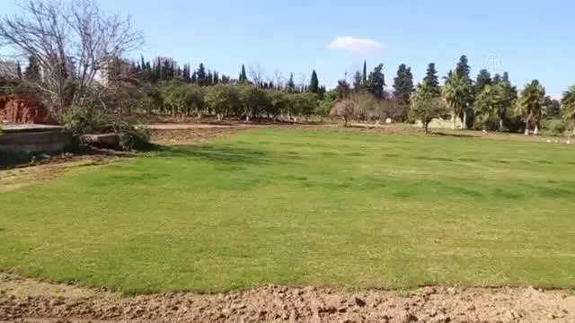 Narenciye ağaçlarının kesilmesine tepki gösterildi Narenciye ağaçlarının kesilmesine tepki gösterildi