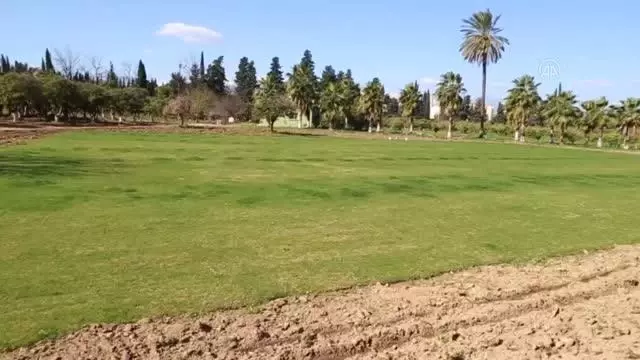 Narenciye ağaçlarının kesilmesine tepki gösterildi Narenciye ağaçlarının kesilmesine tepki gösterildi