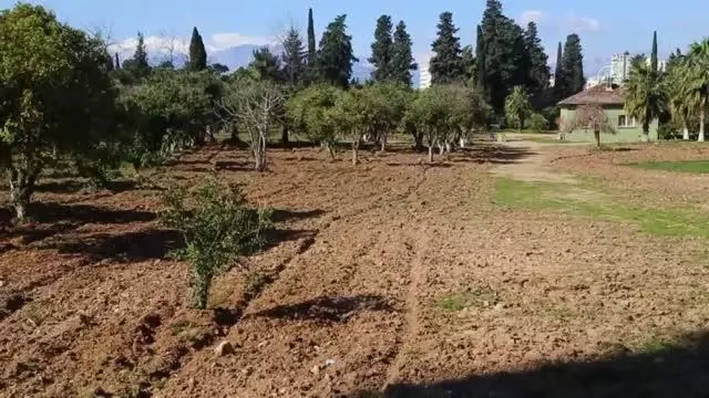 Narenciye ağaçlarının kesilmesine tepki gösterildi Narenciye ağaçlarının kesilmesine tepki gösterildi
