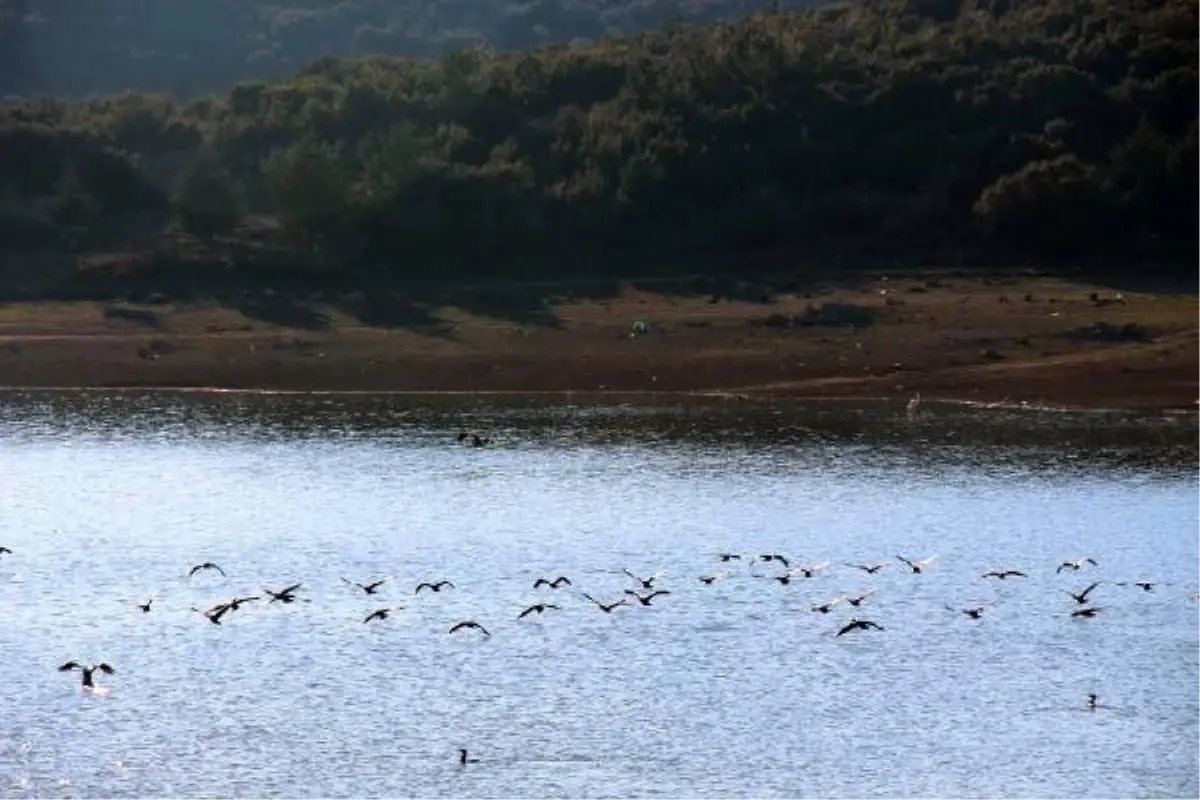 Onaç Baraj göletinde kuş türleri artıyor