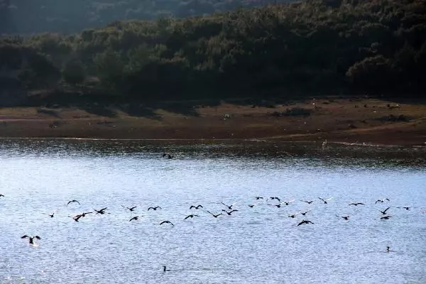 Onaç Baraj göletinde kuş türleri artıyor Onaç Baraj göletinde kuş türleri artıyor