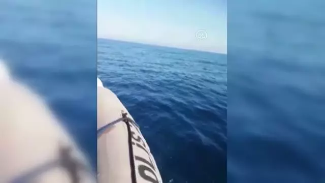 Polis botuna yunuslar eşlik etti Polis botuna yunuslar eşlik etti