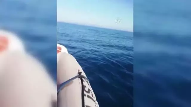 Polis botuna yunuslar eşlik etti Polis botuna yunuslar eşlik etti