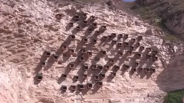 ŞANLIURFA - 'Bereketin sembolü' kelaynakların sayısının arttırılması için yaşam alanları genişletildi ŞANLIURFA - 'Bereketin sembolü' kelaynakların sayısının arttırılması için yaşam alanları genişletildi