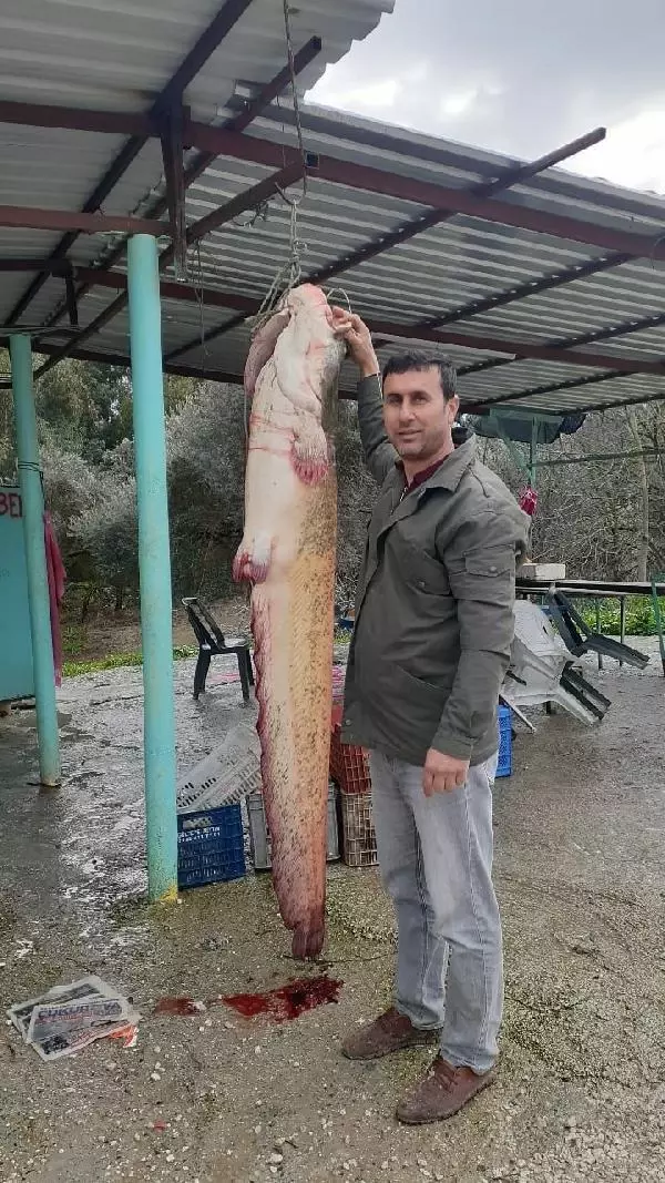 Seyhan Baraj Gölü'nde dev 'yayın balığı' yakaladılar Seyhan Baraj Gölü'nde dev 'yayın balığı' yakaladılar