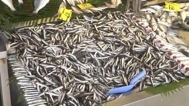 Sakarya ve Zonguldak'ta soğuk hava balık fiyatlarını arttırdı Sakarya ve Zonguldak'ta soğuk hava balık fiyatlarını arttırdı