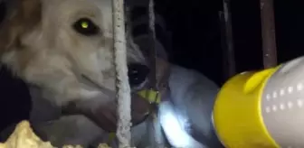 Tasması demire takılan köpeği imam fark edip, kurtardı