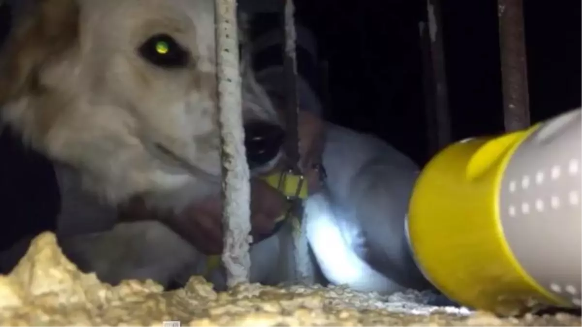 Tasması demire takılan köpeği imam fark edip, kurtardı