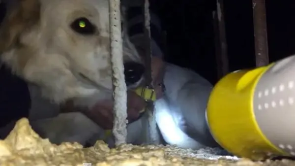 Tasması demire takılan köpeği imam fark edip, kurtardı Tasması demire takılan köpeği imam fark edip, kurtardı