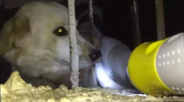 Tasması demire takılan köpeği imam fark edip, kurtardı Tasması demire takılan köpeği imam fark edip, kurtardı