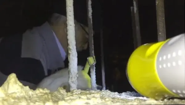 Tasması demire takılan köpeği imam fark edip, kurtardı Tasması demire takılan köpeği imam fark edip, kurtardı