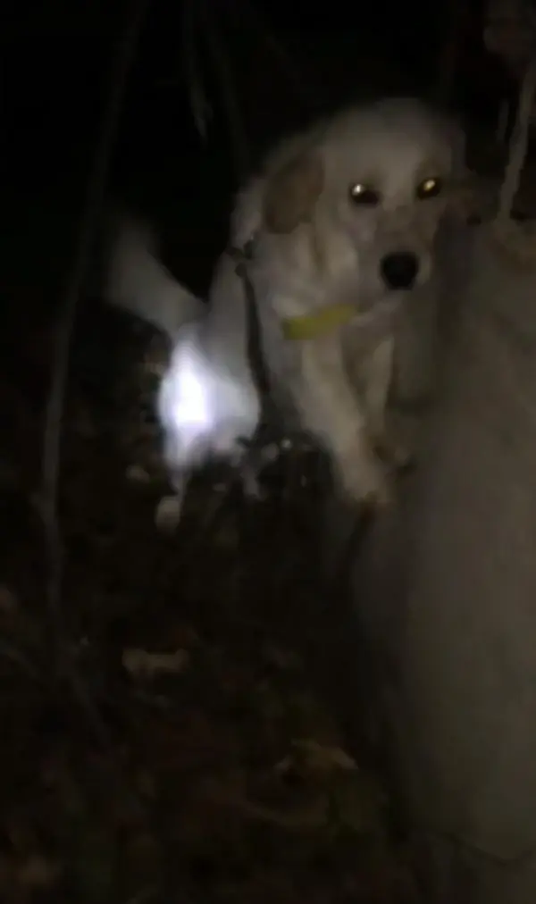 Tasması demire takılan köpeği imam fark edip, kurtardı Tasması demire takılan köpeği imam fark edip, kurtardı
