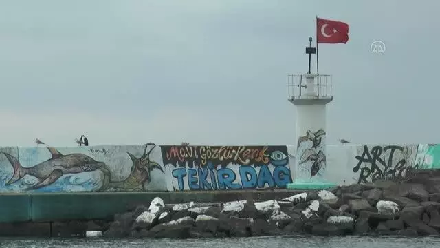 Tekirdağlı balıkçılar Marmara'ya açılmak için deniz salyasının bitmesini bekliyor Tekirdağlı balıkçılar Marmara'ya açılmak için deniz salyasının bitmesini bekliyor