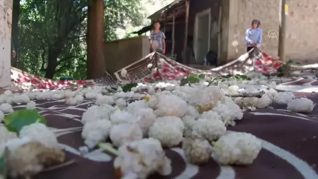 Tescilli 'Sivan dut pekmezi' Bingöl ekonomisine değer katacak Tescilli 'Sivan dut pekmezi' Bingöl ekonomisine değer katacak