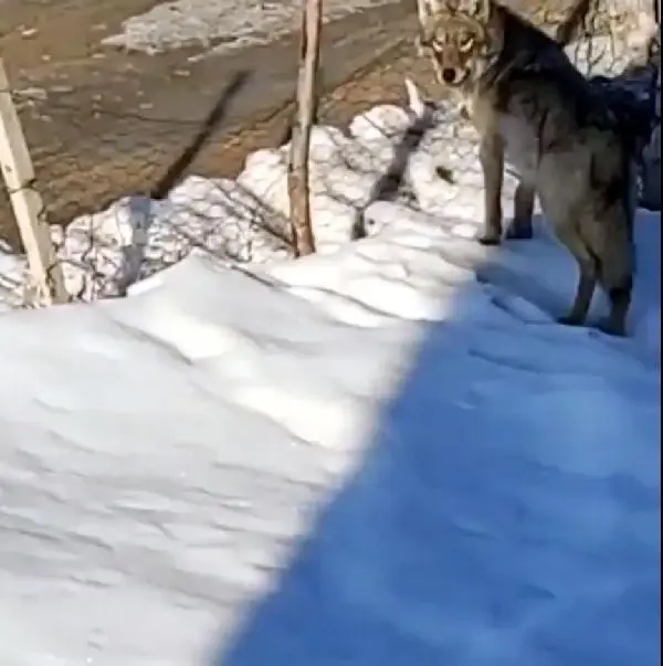 Yüksekova'da polis ve belediye ekipleri, kurt aradı Yüksekova'da polis ve belediye ekipleri, kurt aradı