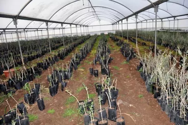 5 bin zeytin fidanı ile üretime başladı, 200 bine ulaştı 5 bin zeytin fidanı ile üretime başladı, 200 bine ulaştı